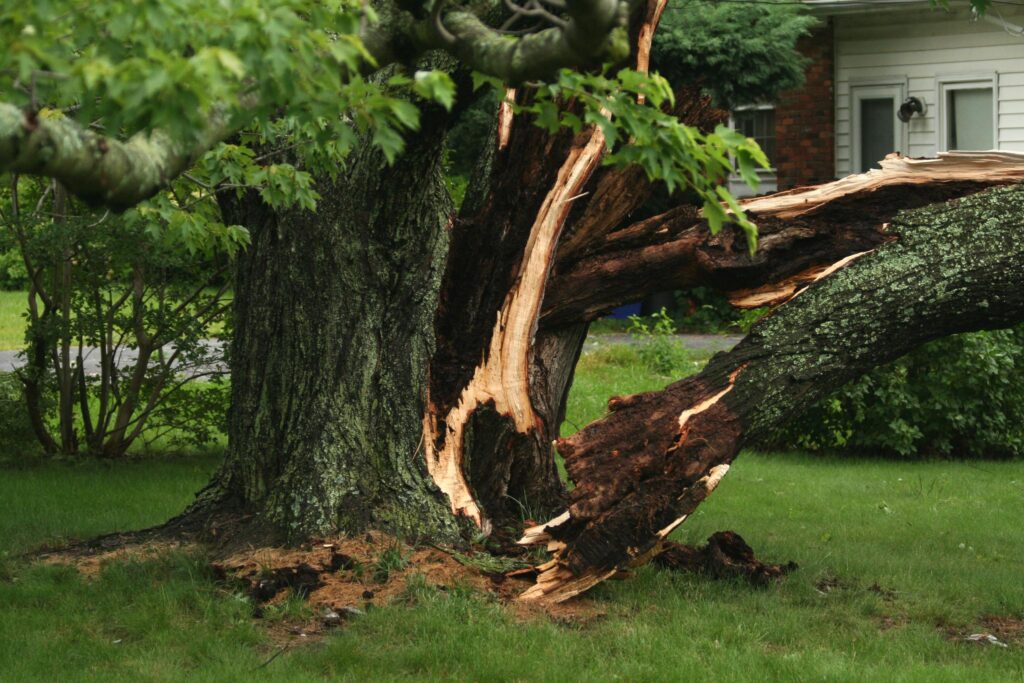 Insurance mystery - tree falling on neighbor's Property!