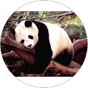 Jose Rosales profile picture